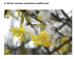 Winter Jasmine flower - bright yellow blooms in a snowy tree